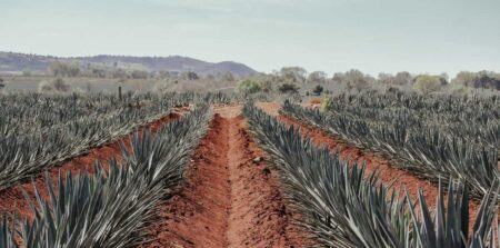 Diego Castro: así transforma Tequila Design el regalo corporativo